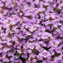 12x Creeping Thyme 'Purple Beauty' - Ground Cover Thyme Bild 7