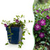 Vinca minor Atropurpurea (Maagdenpalm) - 6 violette Bodendecker Pflanzen Bild 1