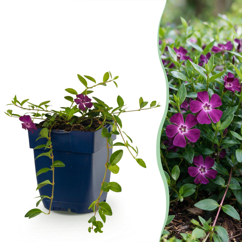 Vinca minor Atropurpurea (Maagdenpalm) - 6 violette Bodendecker Pflanzen