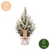 4x Picea glauca Conica - Zuckerhutfichte - Grün - Weiß - Weihnachtsbaum - inkl. Zinktopf - Ø17cm - ↕65cm Bild 5