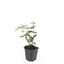 24x Hypericum inodorum 'Rheingold' - ↕10-25cm - Ø9cm Bild 2