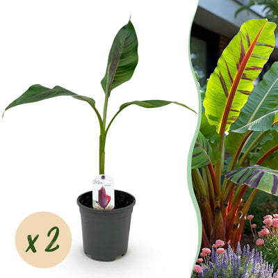 GreenboutiQ Bananenpflanze Musa sikkimensis Red Tiger, winterhart, 2 Stk.