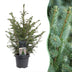 Picea omorika - Serbische Fichte - Grün - Weihnachtsbaum - Ø23cm - ↕70cm Bild 1