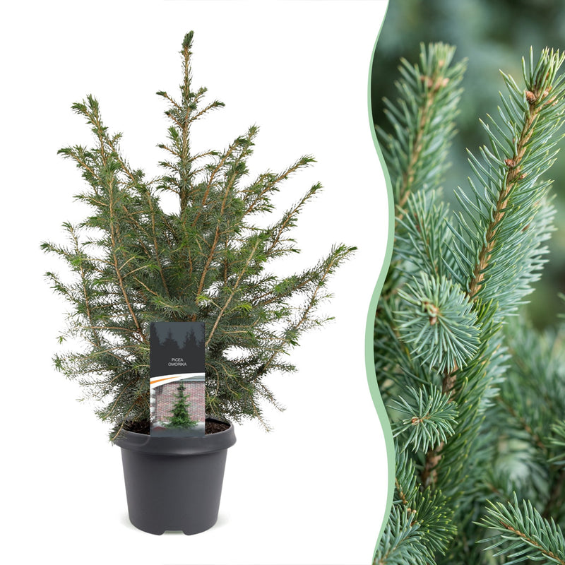 Picea omorika - Serbische Fichte - Grün - Weihnachtsbaum - Ø23cm - ↕70cm