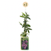 2x Passiflora Lavender Lady Lila, Kletterpflanze Ø9cm Bild 2