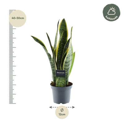 Sansevieria Laurentii (Bogenhanf) - 45cm, ø12cm Topf