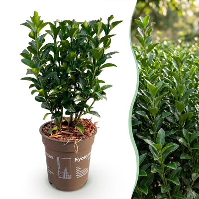 Green boutiQ - 40x Euonymus japonica Green Spire - Pfaffenhütchen - Heckenpflanzen - Immergrün - Grün - Topf 9cm - Höhe 20-25cm