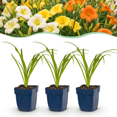 Green boutiQ - Perennial - Hemerocallis Tricolour - Daylily - Bee and butterfly attractors - Cream - Yellow - Red - 24 Plants - Pot 11cm - Height 15-25cm