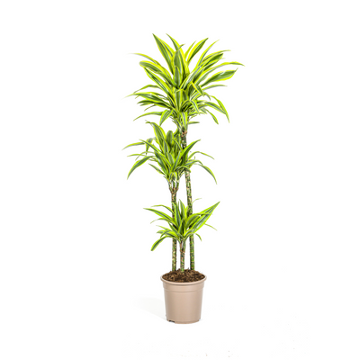 Dracaena Deremensis Lemon Lime - Ø24cm, 130-150cm hoch