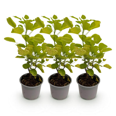 Cotinus coggygria Golden Spirit: 3x Gelber Perückenstrauch, Topf 12cm