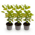 Cotinus coggygria Golden Spirit: 3x Gelber Perückenstrauch, Topf 12cm Bild 2
