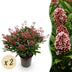 GreenboutiQ - Terrassenpflanze - Skimmia japonica Rubella - Blüte Rot - 40+ Blüten - 2 Pflanzen - Winterhart - Topf 19cm Höhe 60cm Bild 1