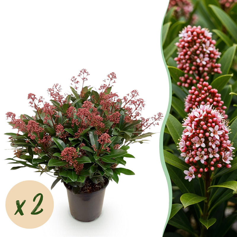 GreenboutiQ - Terrassenpflanze - Skimmia japonica Rubella - Blüte Rot - 40+ Blüten - 2 Pflanzen - Winterhart - Topf 19cm Höhe 60cm