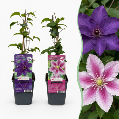 2x Clematis Duo Lila & Rosa Kletterpflanze, Ø9cm, ↕35cm