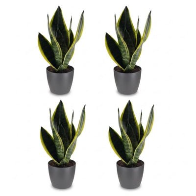 Green boutiQ - Sansevieria Future Superb - Bogenhanf - 4 Pflanzen - mit Potter Grijs - Topf 12cm - Höhe - 35cm