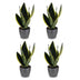 Green boutiQ - Sansevieria Future Superb - Bogenhanf - 4 Pflanzen - mit Potter Grijs - Topf 12cm - Höhe - 35cm Bild 2