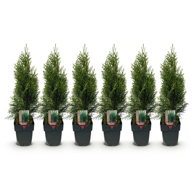 GreenboutiQ Thuja Smaragd, 6 Heckenpflanzen, immergrün, 60cm