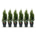 GreenboutiQ Thuja Smaragd, 6 Heckenpflanzen, immergrün, 60cm Bild 2