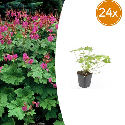 24er Set Storchschnabel Czakor - Robuster Bodendecker für Ihren Garten