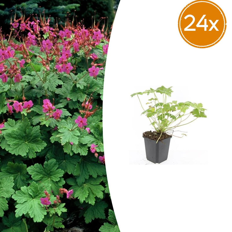 24er Set Storchschnabel Czakor - Robuster Bodendecker für Ihren Garten