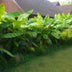 Musa Basjoo Banana Plant - Winter Hardy - 4 Plants in a 17cm Pot Bild 4