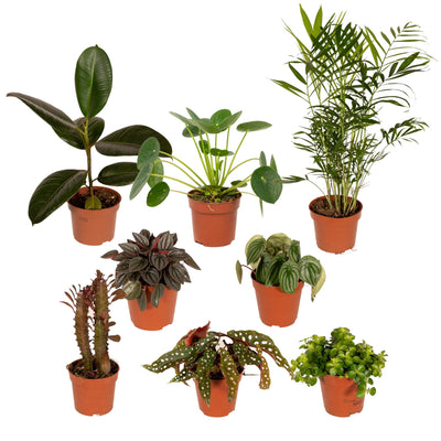 Außenseiterbox: 8x Überraschungspflanzen Ø12cm