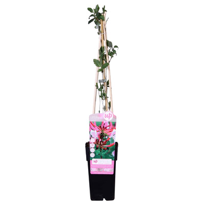 Lonicera periclymenum 'Serotina' - Duftende Kletterpflanze im 15cm Topf