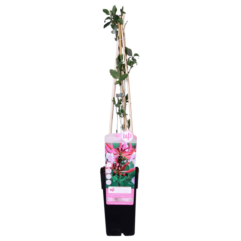 Lonicera periclymenum 'Serotina' - Duftende Kletterpflanze im 15cm Topf