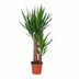 Yucca Pflanze Ø17cm - ↕80cm | Luftreinigend & Pflegeleicht Bild 1