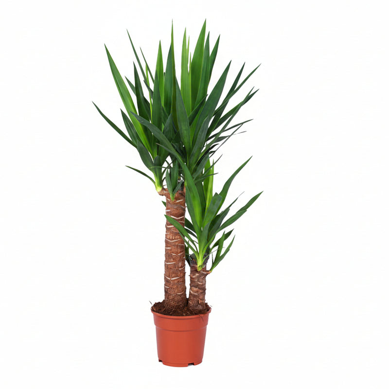 Yucca Pflanze Ø17cm - ↕80cm | Luftreinigend & Pflegeleicht