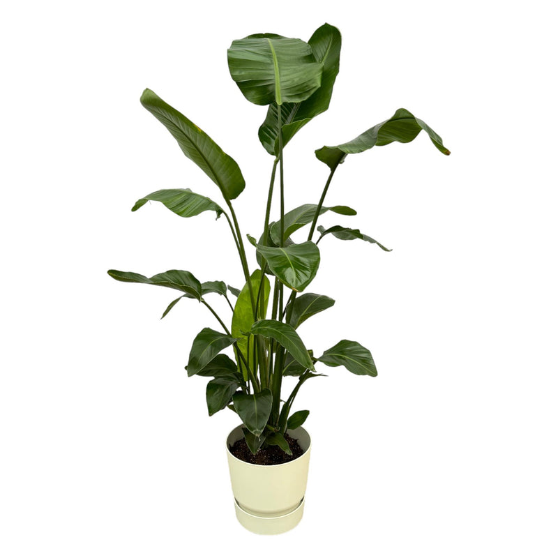 Strelitzia Nicolai 160cm mit elho Greenville Topf Ø30, weiß