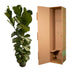 Ficus Lyrata bush - 170 cm - Ø27 Bild 3