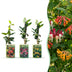 Passiflora Rainbow Kletterpflanze - Weiß, Rosa, Lila - Ø9cm Bild 1