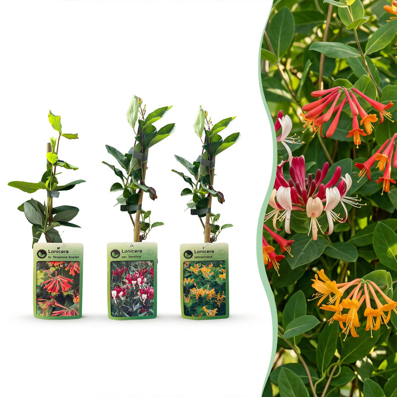 Passiflora Rainbow Kletterpflanze - Weiß, Rosa, Lila - Ø9cm