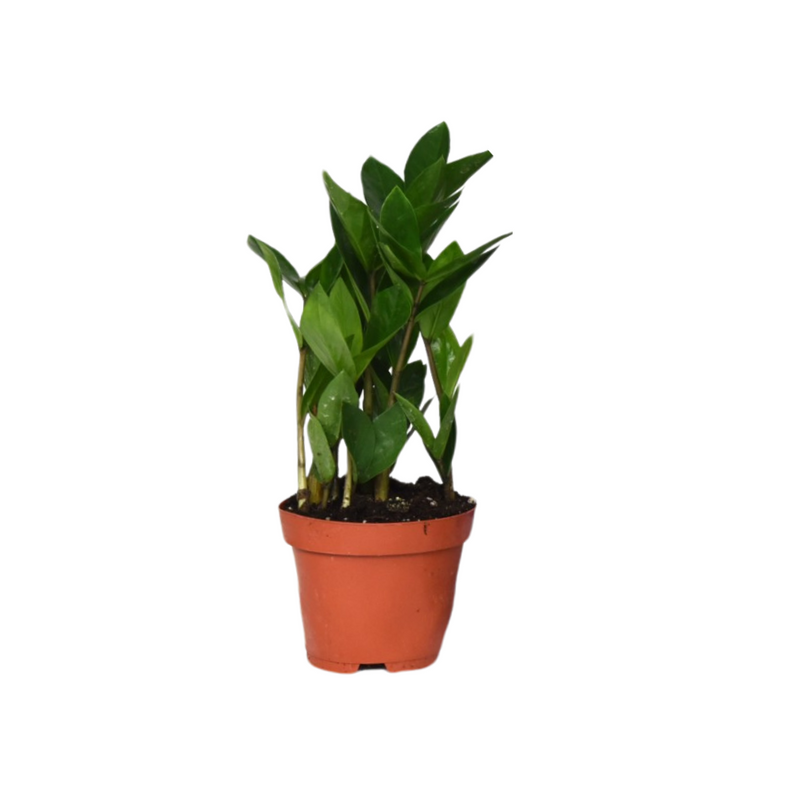 Zamioculcas (ZZ-Pflanze) im 12cm Topf, 30cm hoch