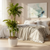 Dracaena Deremensis Dorado Topfpflanze Ø21cm | 100-120cm Höhe Bild 7
