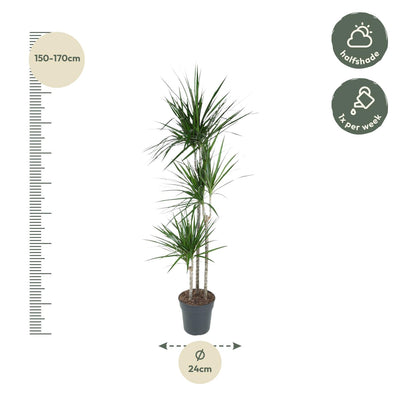 Dracaena Marginata Pflanze, 160cm hoch, ø24cm Topf