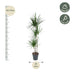 Dracaena Marginata Pflanze, 160cm hoch, ø24cm Topf Bild 2