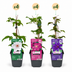 12x Clematis Tricolour - Dreifarben-Waldrebe - Lila - Rosa - Weiß - Kletterpflanze - Ø9cm - ↕35cm Bild 2