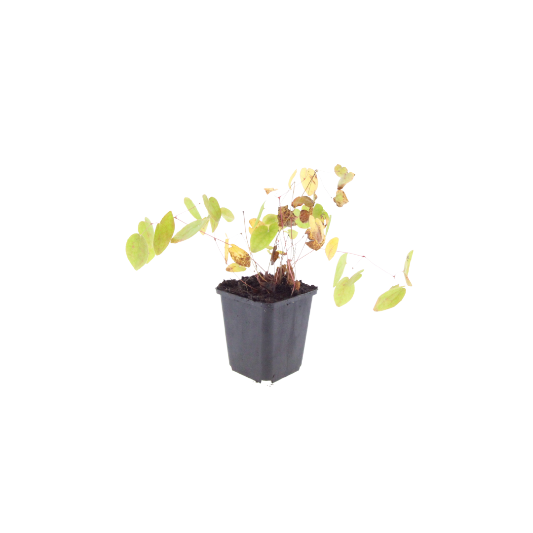 12x Epimedium y. 'Niveum' - Helle Elfenblume für schattige Gärten