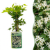 6x Clematis vitalba - Gewöhnliche Waldrebe - Kletterpflanze Ø9cm ↕35cm Bild 1