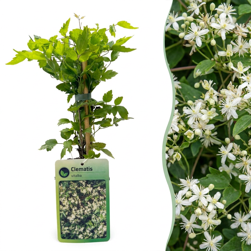 6x Clematis vitalba - Gewöhnliche Waldrebe - Kletterpflanze Ø9cm ↕35cm