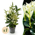GreenboutiQ Euonymus Paloma Blanca Heckenpflanze - 8 Stück Bild 1