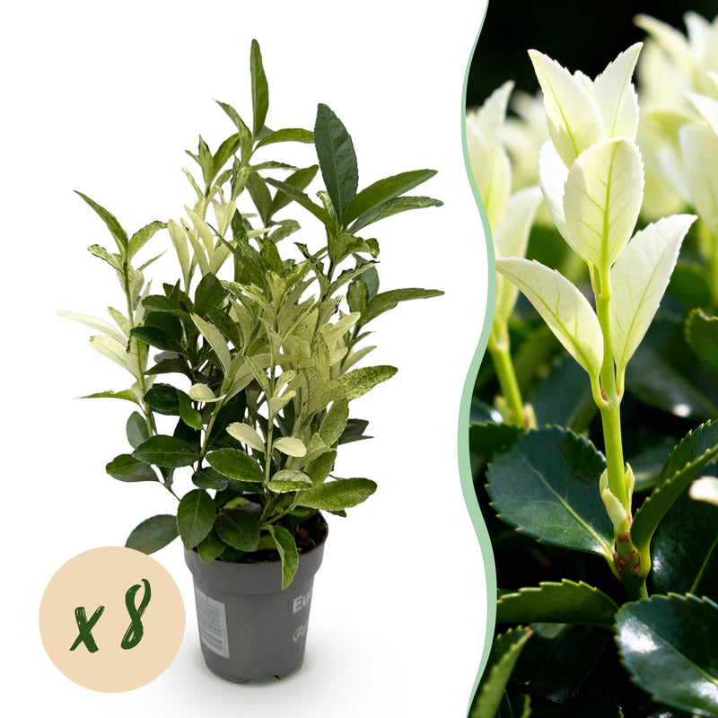 GreenboutiQ Euonymus Paloma Blanca Heckenpflanze - 8 Stück