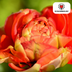 Tulpenzwiebeln Gudoshnik Double – 20 Stück | KH Bloembollen® | Gelbe, orange und rote gefüllte Tulpen – Pfingstrosenartig & farbenfroh – Für Garten oder Topf – Größe 11/12 – Frisch vom Züchter Bild 2