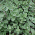 60x Katzenminze Nepeta faassenii, 10-25cm, Ø9cm Bild 6