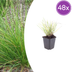 48x Ziergras Sesleria autumnalis, 10-25cm Bild 1