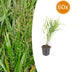 Japanisches Waldgras 'Hakonechloa macra' (10-25cm, Ø9cm) Bild 1