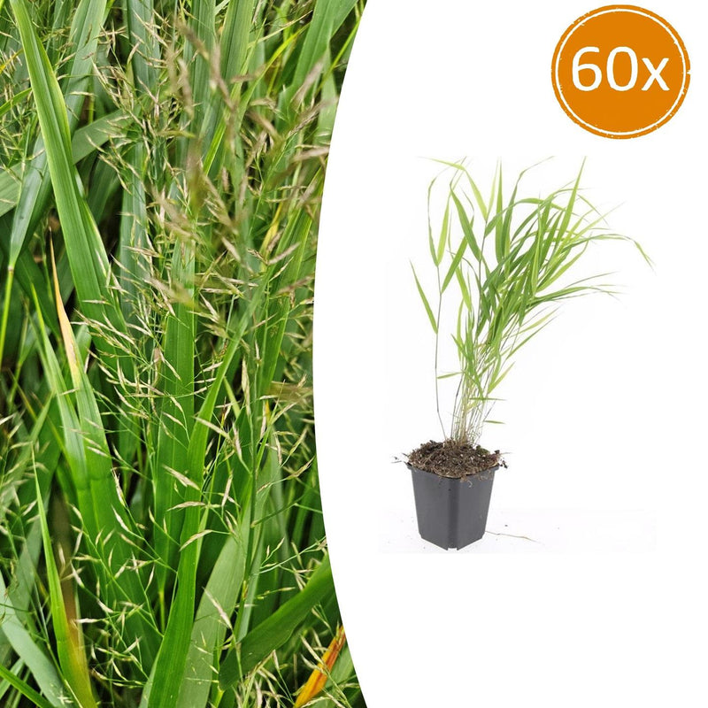 Japanisches Waldgras 'Hakonechloa macra' (10-25cm, Ø9cm)