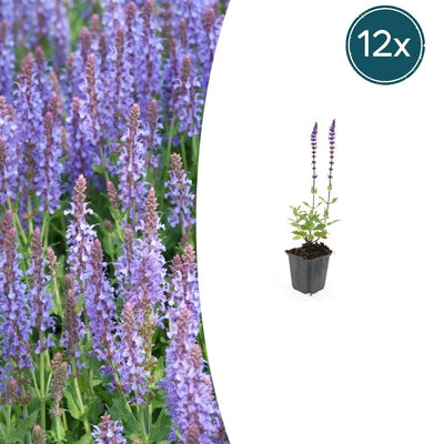 Steppen-Salbei Caradonna 12er Set: Tiefviolette Blütenpracht für Ihren Garten
